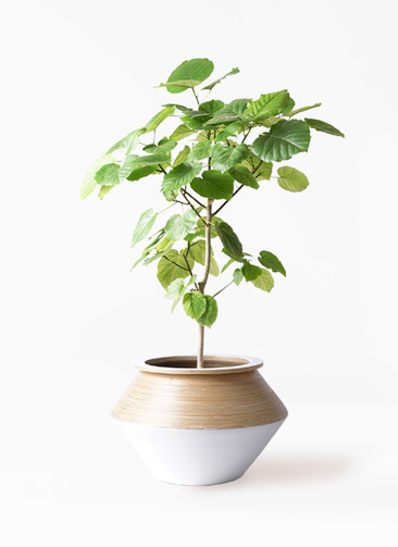 観葉植物 フィカス ウンベラータ 8号 ノーマル アルマジャー 白 付き