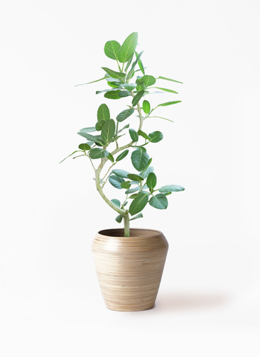 観葉植物 フィカス ベンガレンシス 8号 曲り アルマ ミドル 付き