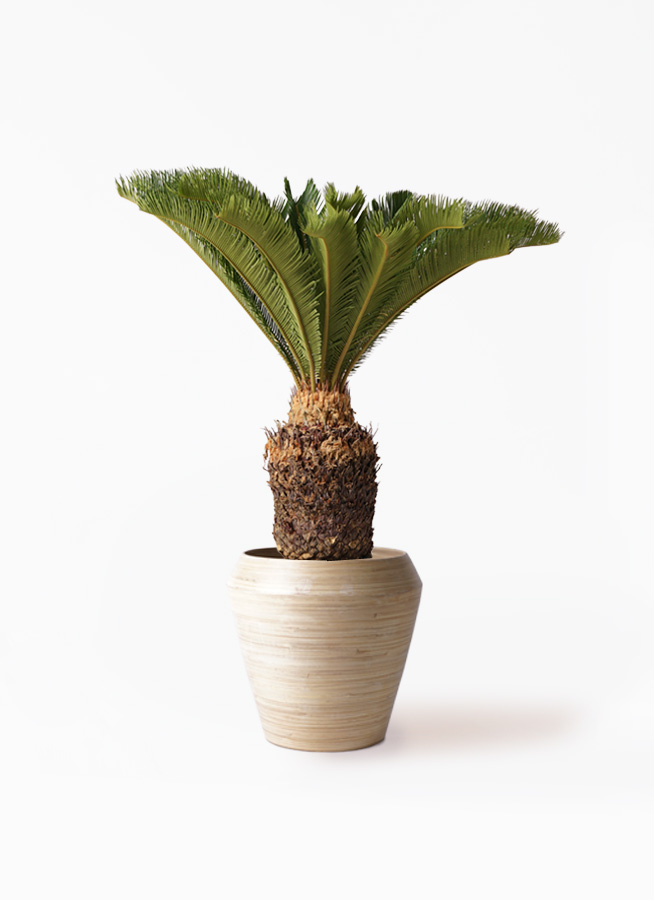 ソテツ 10号 | 観葉植物 | インテリアやギフトに - Hitohana（ひとはな）