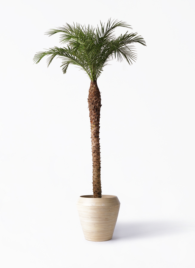 観葉植物 フェニックスロベレニー 10号 アルマ ミドル 付き | 観葉植物