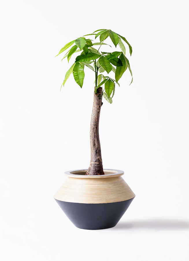 観葉植物 パキラ 8号 朴 アルマジャー 黒 付き | 観葉植物ならHitoHana