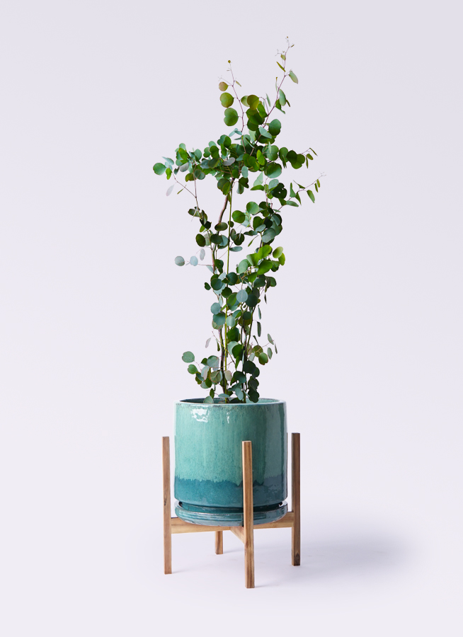 ユーカリ 8号 | 観葉植物 | インテリアやギフトに - Hitohana（ひとはな）