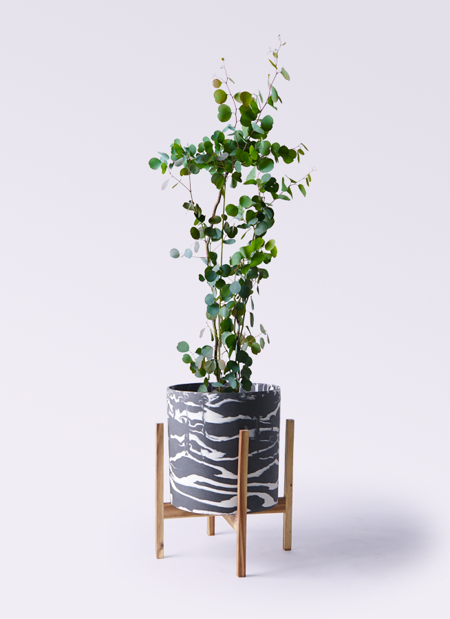 ユーカリ 8号 | 観葉植物 | インテリアやギフトに - Hitohana（ひとはな）