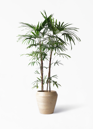 観葉植物 シュロチク（棕櫚竹） 10号 アルマ ミドル 付き | 観葉植物
