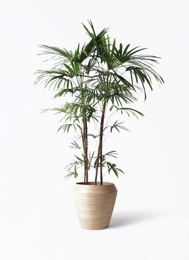 観葉植物 シュロチク（棕櫚竹） 10号 アルマ ミドル 付き | 観葉植物