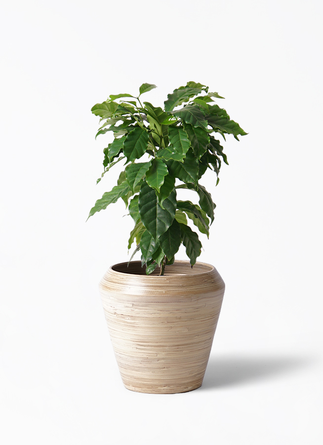 お*す様 【大型】コーヒーの木1m以上コーヒーの花のつぼみあり 観葉植物 コーヒーの木 6号 ラスターポット 付き | 観葉植物なら