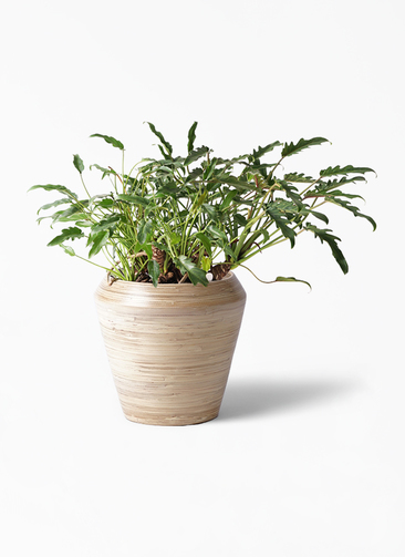 観葉植物 クッカバラ 6号 プラスチック鉢 観葉植物ならhitohana ひとはな 観葉植物 クッカバラ 6号 プラスチック鉢 観葉植物ならhitohana ひとはな