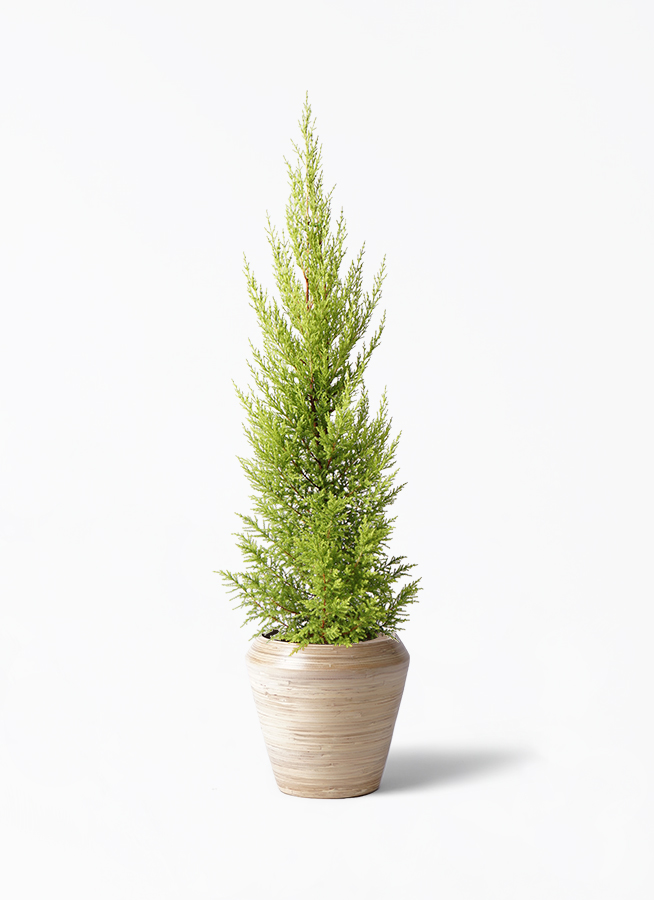 観葉植物 ゴールドクレスト 6号 ノーマル プラスチック鉢 | 観葉植物