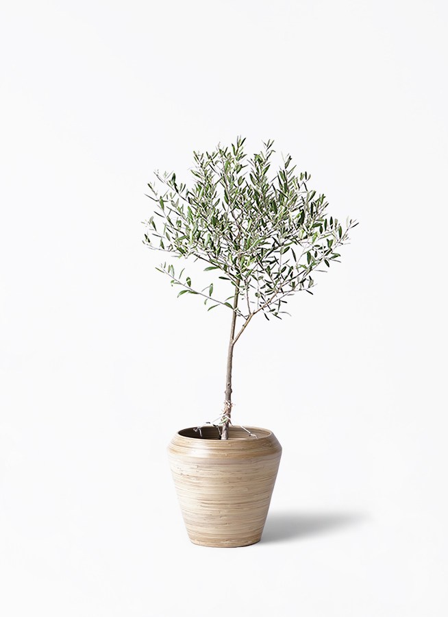観葉植物 オリーブの木 6号 創樹 ラウンド 付き | 観葉植物なら