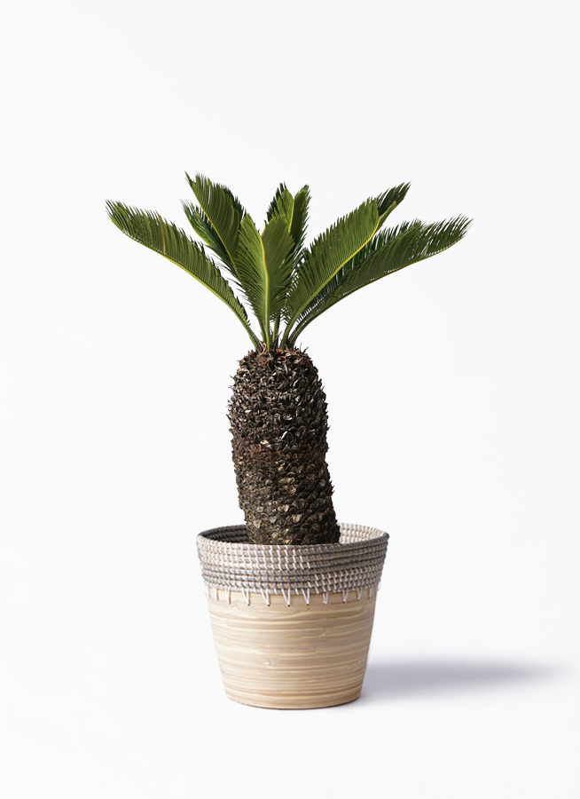 観葉植物 ソテツ 8号 アルマ コニック 白 付き 観葉植物ならhitohana ひとはな