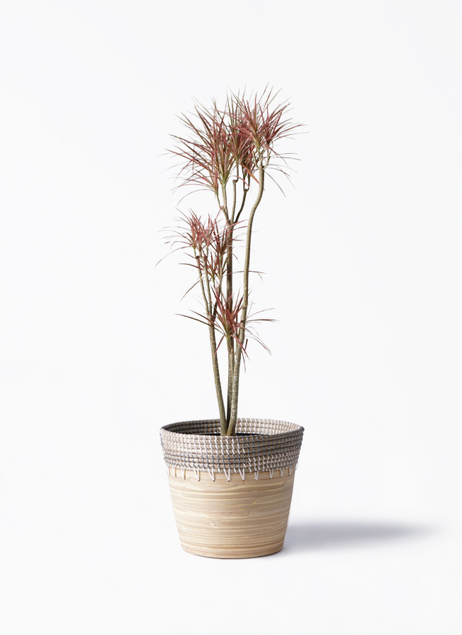 ドラセナ コンシンネ レインボー 8号 | 観葉植物通販HitoHana(ひとはな)