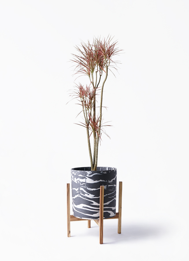 ドラセナ コンシンネ レインボー 8号 | 観葉植物通販HitoHana(ひとはな)