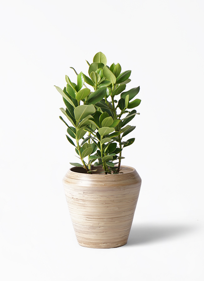 観葉植物 クルシア ロゼア プリンセス 6号 プラスチック鉢 | 観葉植物