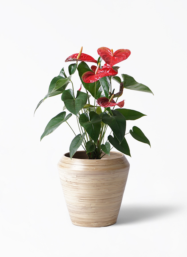 ストレッチャー。観葉植物。鉢ごと無料で発送致します。 観葉植物 アンスリウム 6号 レッド プラスチック鉢 | 観葉植物