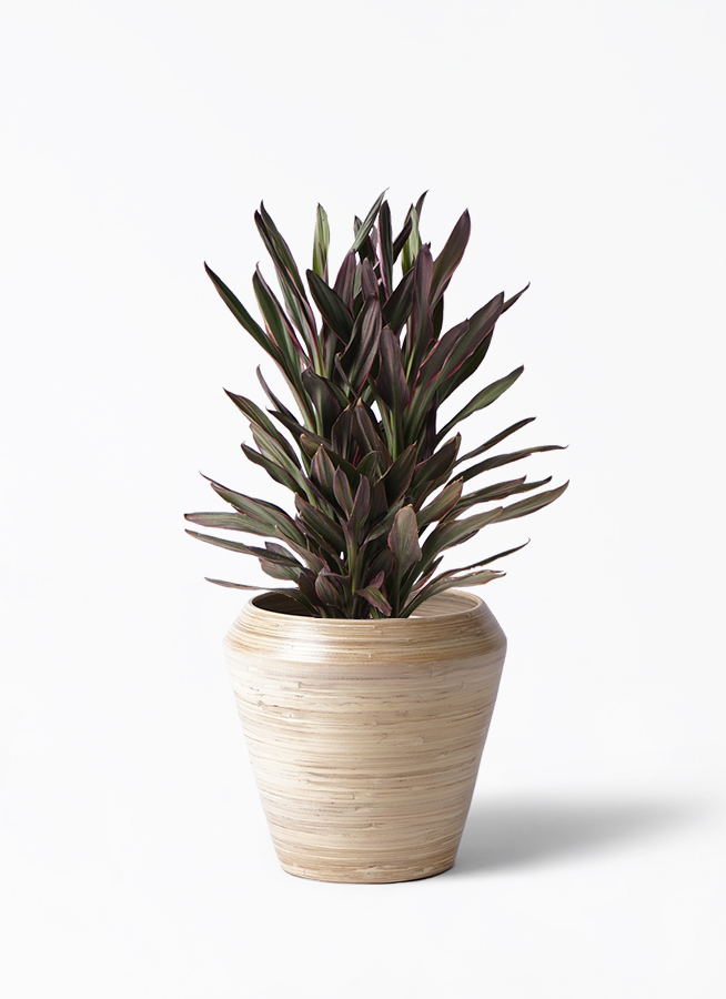 観葉植物 コルディリネ (コルジリネ) サンゴ 6号 エコストーンGray