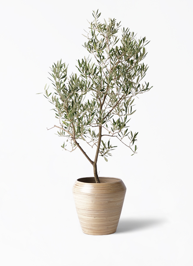 オリーブの木 デルモロッコ | 観葉植物通販HitoHana(ひとはな)
