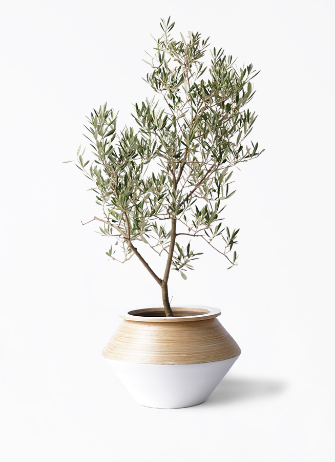 オリーブの木 デルモロッコ | 観葉植物通販HitoHana(ひとはな)