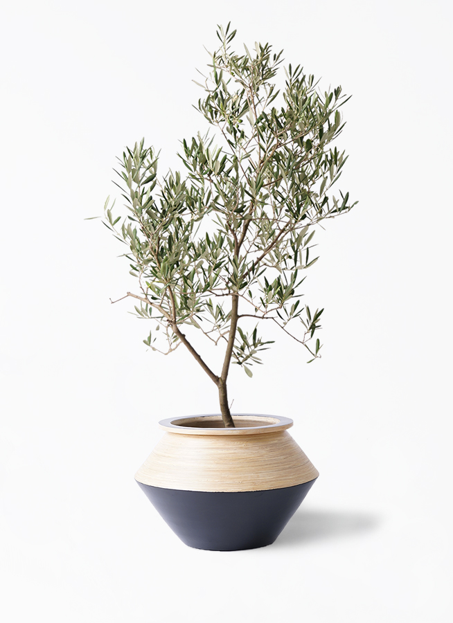 オリーブの木 デルモロッコ | 観葉植物通販HitoHana(ひとはな)