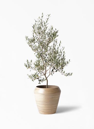 B オリーブ　根上がり　アルベキーナ olive-arbechina-2_0001.jpg?