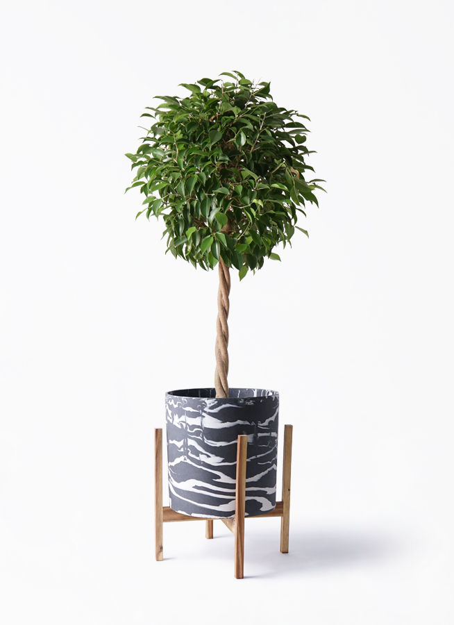 観葉植物 フィカス ベンジャミン 8号 玉造り ホルスト シリンダー