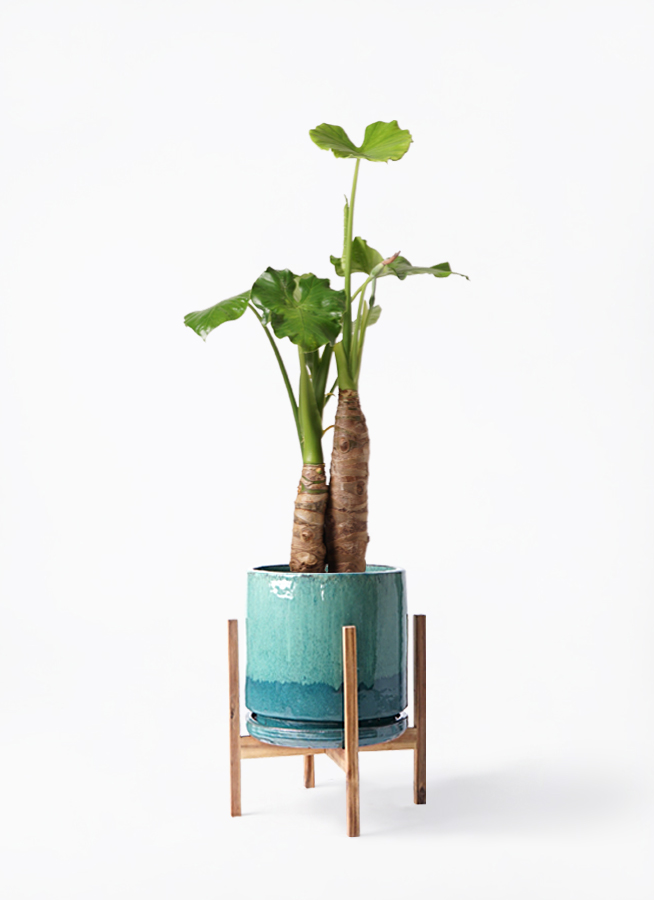 特大 クワズイモ 8号 観葉植物