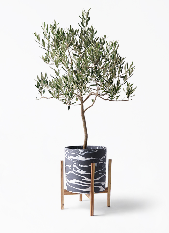 オリーブの木 ハーディーズマンモス | 観葉植物 | 送料無料でお届け
