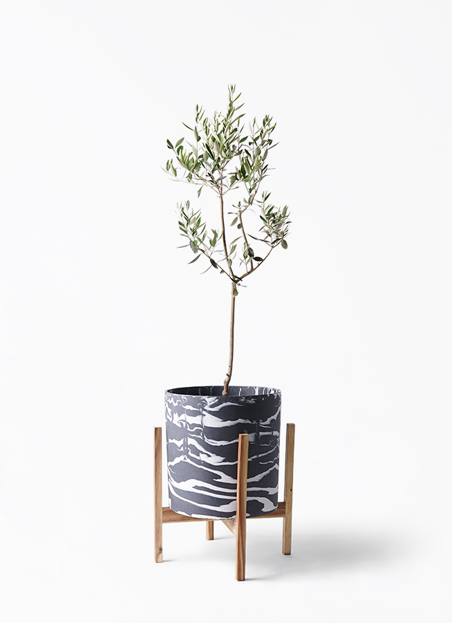 オリーブの木 カラマタ | 観葉植物通販HitoHana(ひとはな)