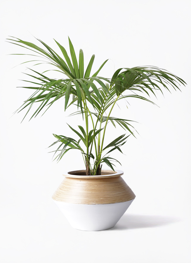 観葉植物 ケンチャヤシ 8号 アルマジャー 白 付き | 観葉植物なら