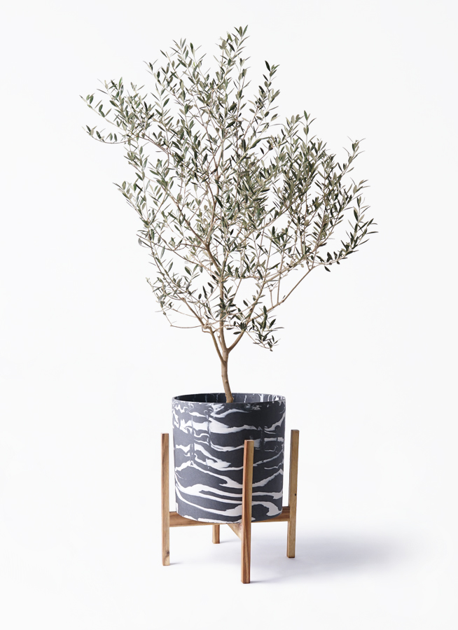 オリーブの木 カヨンヌ | 観葉植物通販HitoHana(ひとはな)