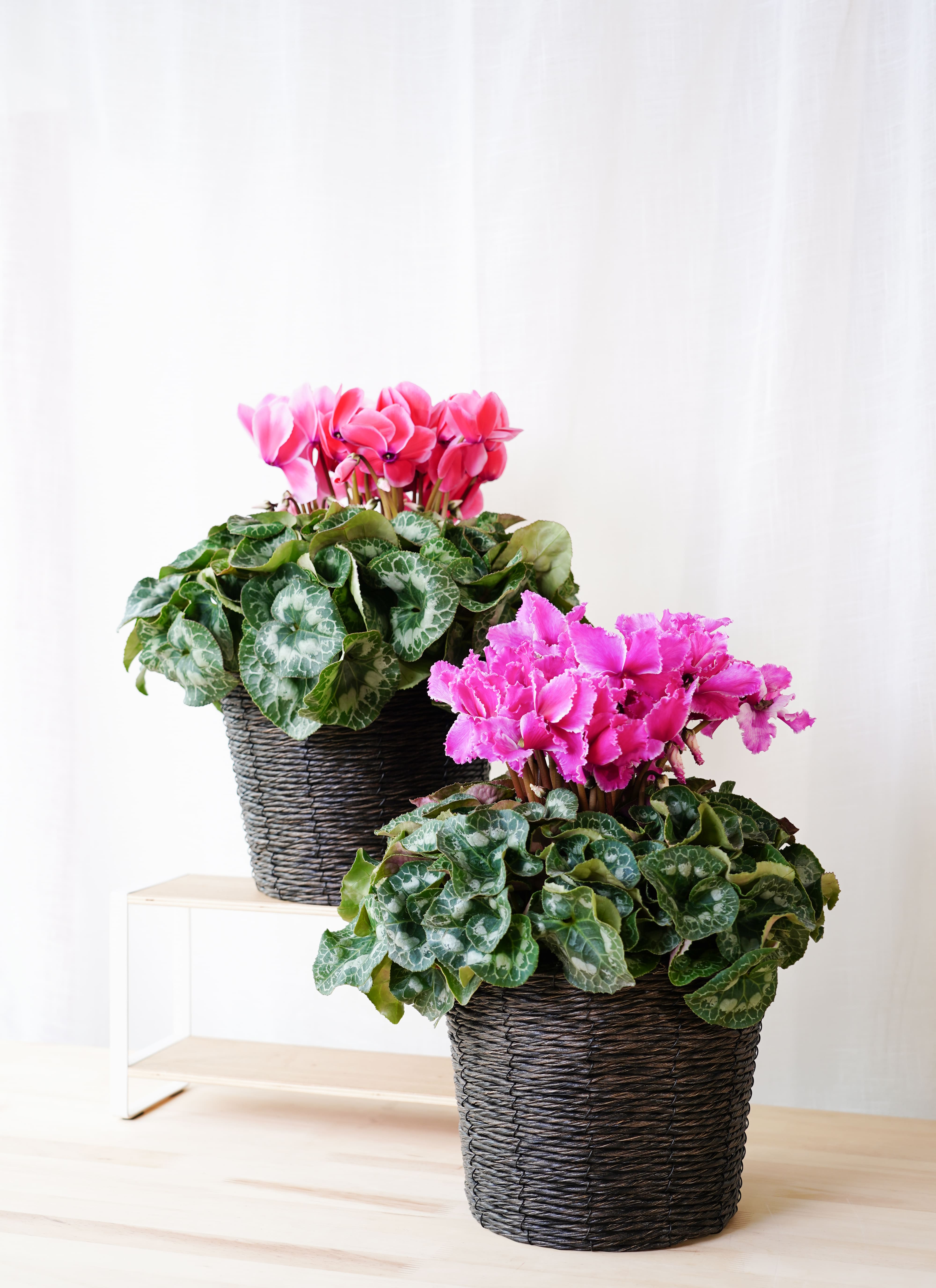 産地直送 シクラメン 鉢花 6号 ドリームパープル バスケット付き／埼玉