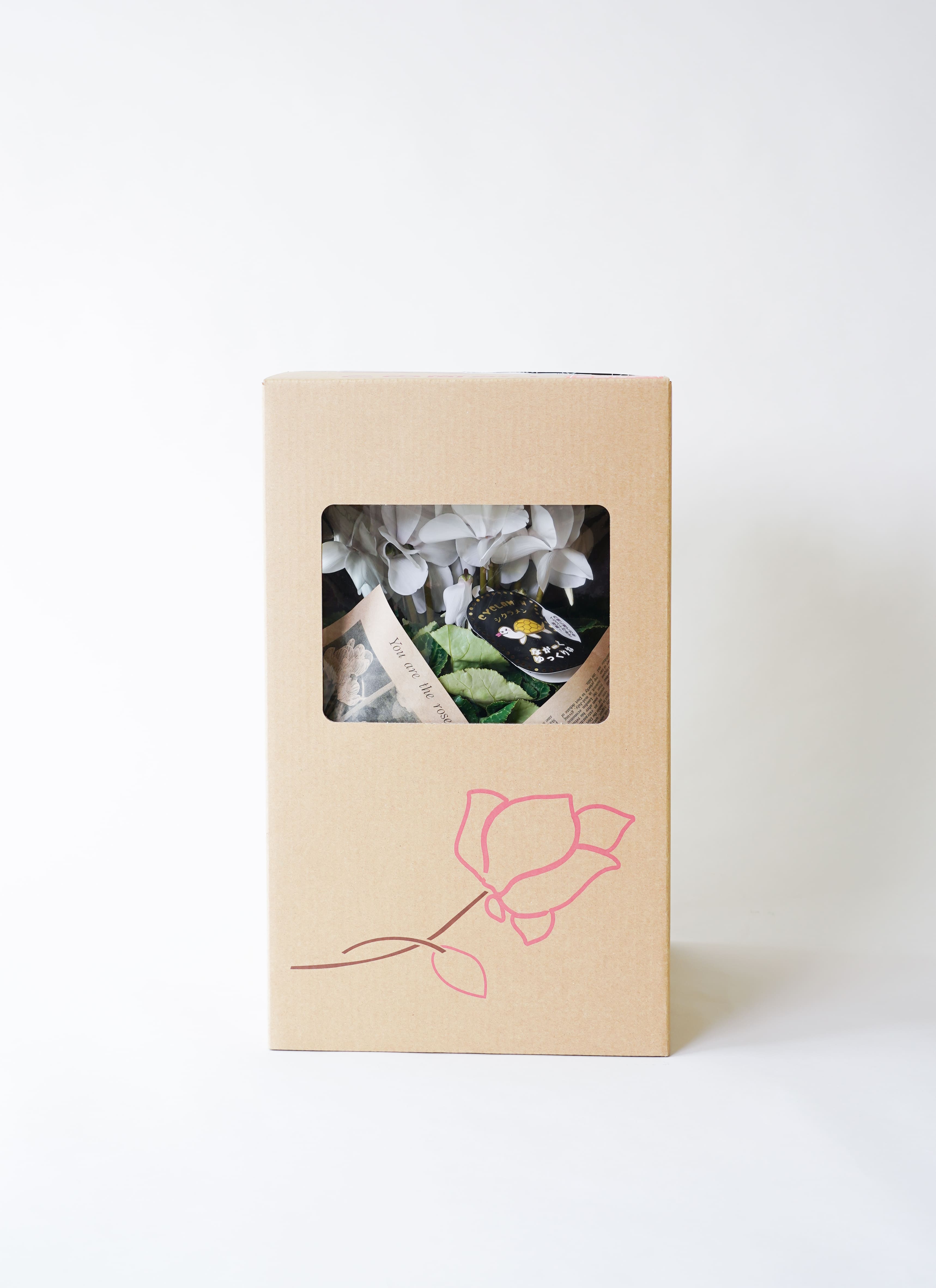 産地直送 シクラメン 鉢花 6号 ピュアホワイト バスケット付き／埼玉