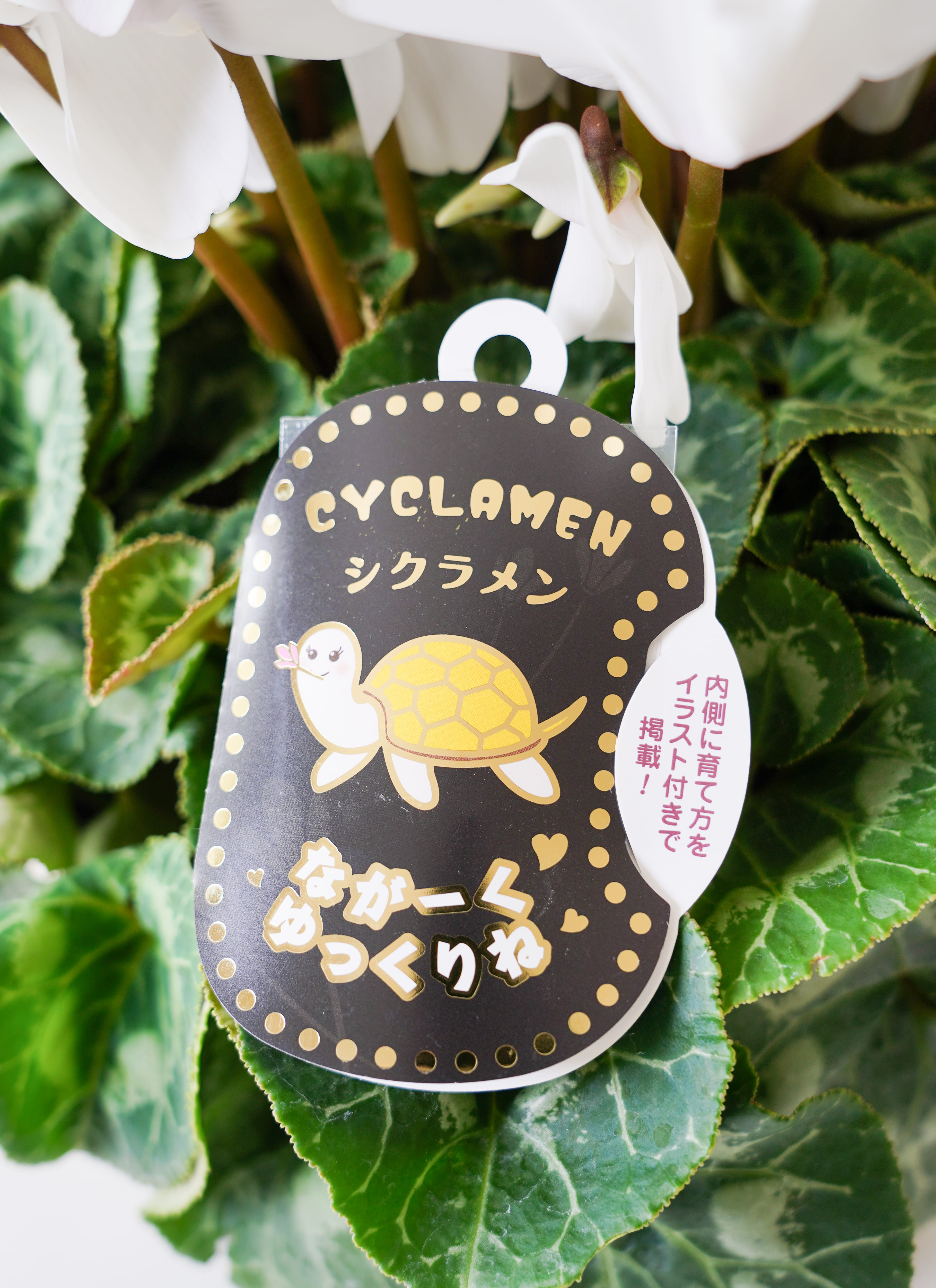 確認用　リメイク鉢　お花 mqdefault.jpg
