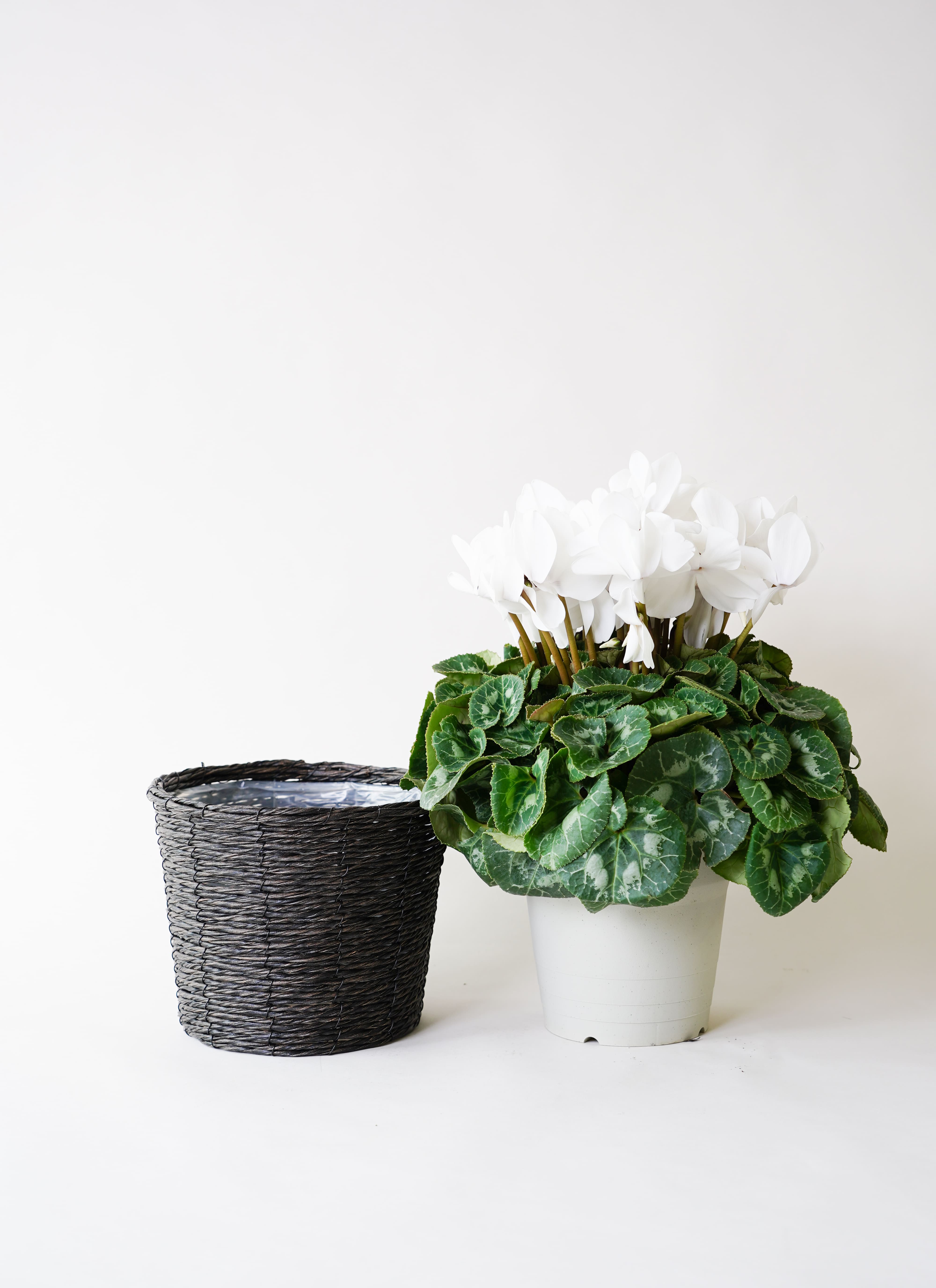 11月21日からお届け】産地直送 シクラメン 鉢花 6号 ピュアホワイト