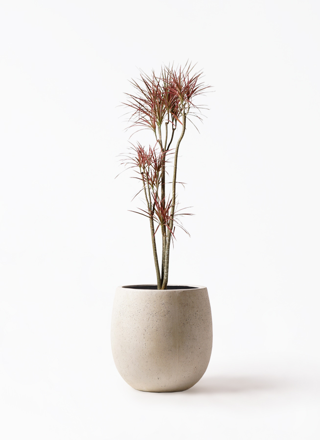 観葉植物 ドラセナ コンシンナ コンシンネ ２種植え ８号鉢 kk-0299-01.jpg