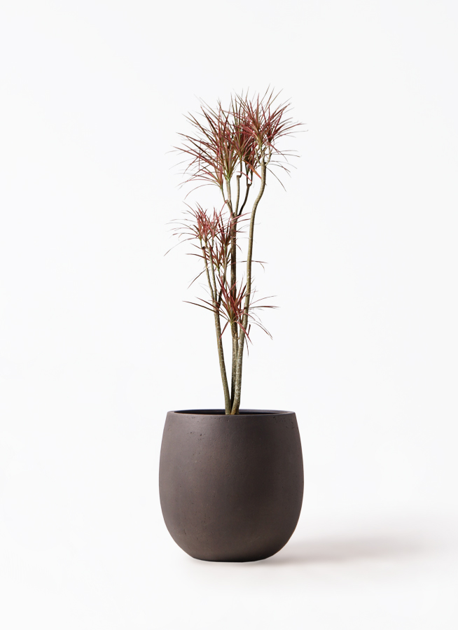 ［現品］17番　ドラセナ　コンシンネ　レインボー　8号　観葉植物　室内　おしゃれ コンシンネ・レインボー 8号 | HITOTOKI by MAKIMO PLANT