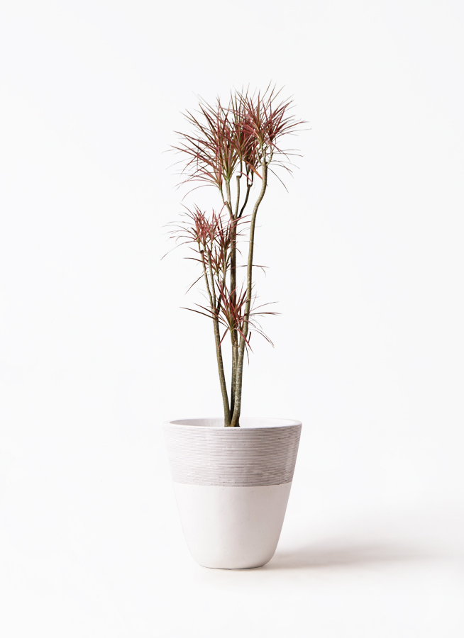 ［現品］17番　ドラセナ　コンシンネ　レインボー　8号　観葉植物　室内　おしゃれ 観葉植物 ドラセナ コンシンネ レインボー 8号 ストレート リブ