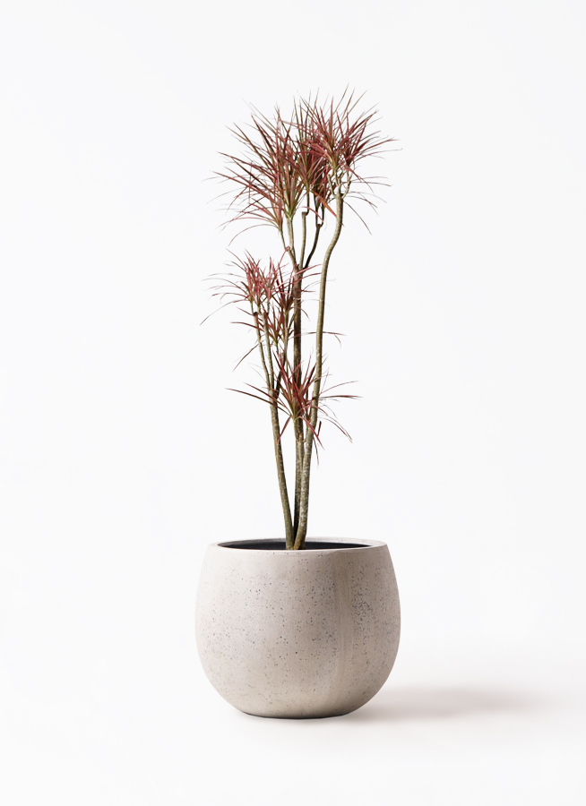 ドラセナ コンシンネ レインボー 8号 | 観葉植物通販HitoHana(ひとはな)