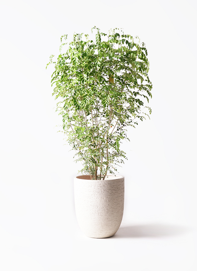 観葉植物　専用 観葉植物 シマトネリコ 10号 ベータ キューブプランター 黒 付き