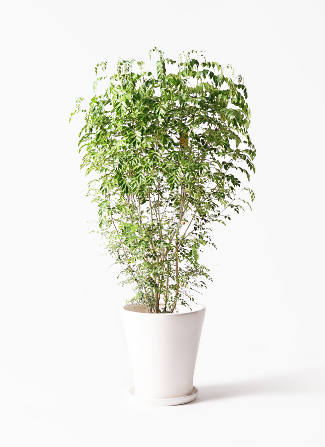 観葉植物 シマトネリコ 10号 サブリナ 白 付き 観葉植物ならhitohana ひとはな