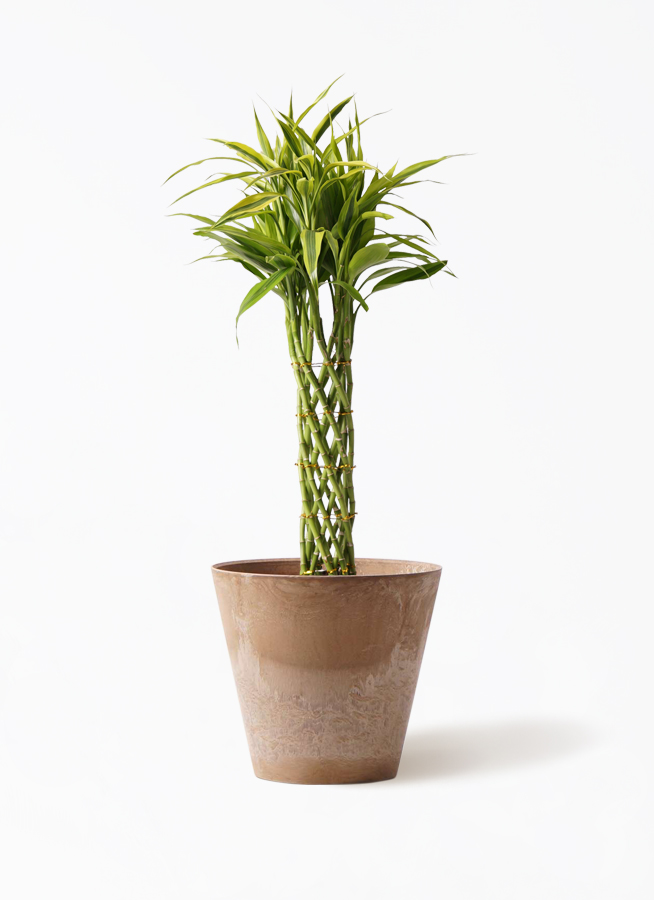 観葉植物 ドラセナ ミリオンバンブー（幸運の竹） 7号 アートストーン