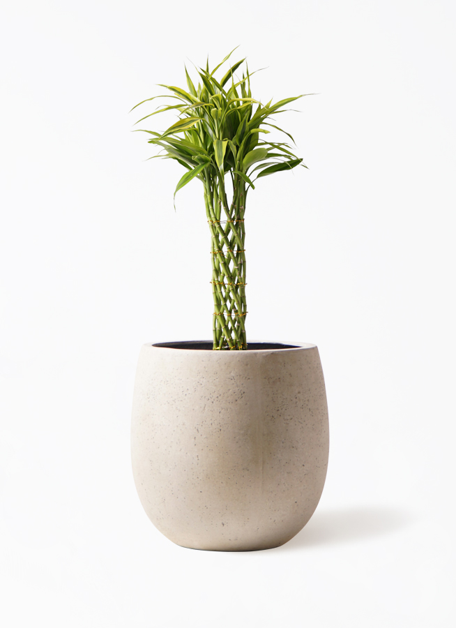 ドラセナ ミリオンバンブー（幸運の竹） 7号 | 観葉植物 - HitoHana