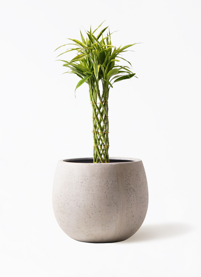 ドラセナ ミリオンバンブー（幸運の竹） 7号 | 観葉植物 - HitoHana