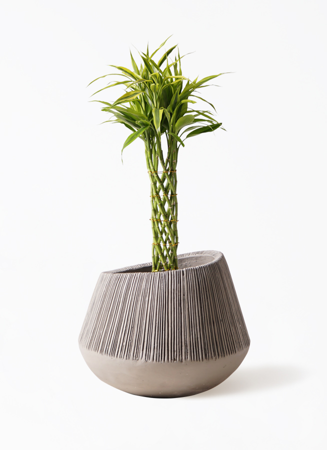 観葉植物 ドラセナ ミリオンバンブー（幸運の竹） 7号 アート