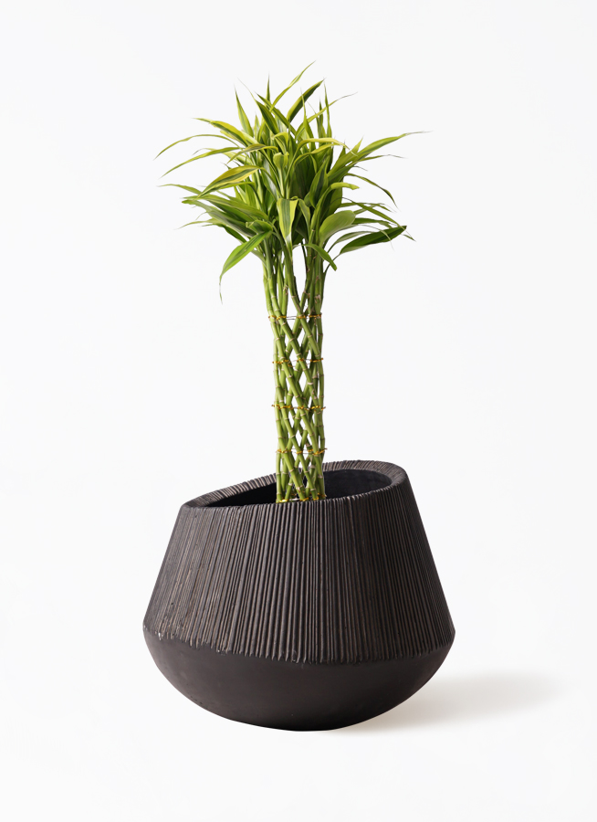 ドラセナ ミリオンバンブー（幸運の竹） 7号 | 観葉植物 - HitoHana