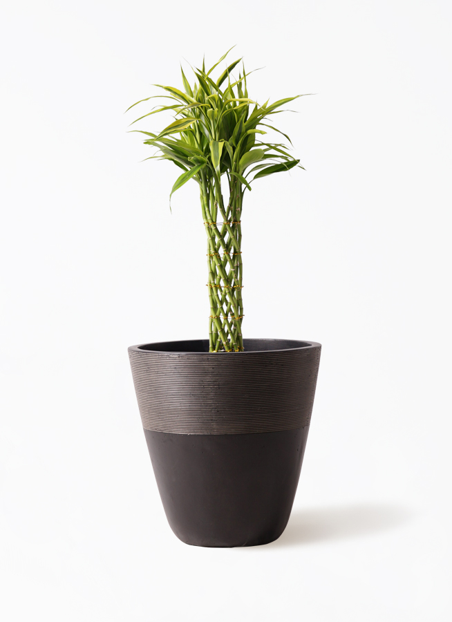 ドラセナ ミリオンバンブー（幸運の竹） 7号 | 観葉植物 - HitoHana