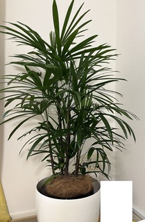 観葉植物 シュロチク（棕櫚竹） 8号 プラスチック鉢 | 観葉植物