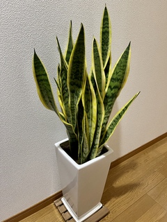 その他観葉植物 honokoo 観葉植物 サンスベリア 7号 トラノオ 角高陶器 | 観葉植物なら