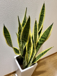 その他観葉植物 honokoo 植物図鑑④］ コバンモチ / Elaeocarpus japonicus 常緑高木、地