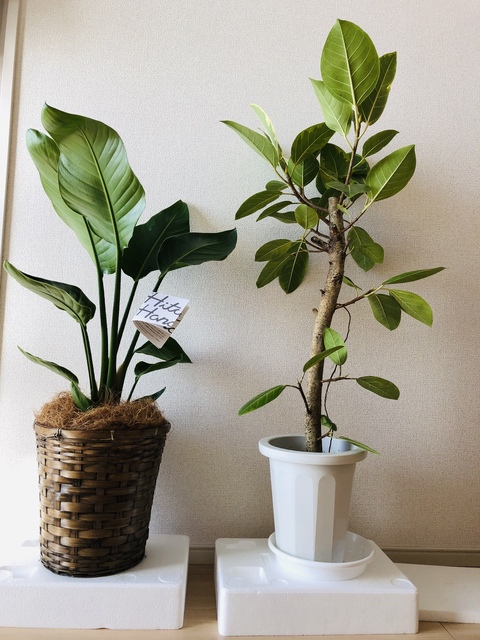 観葉植物 フィカス アルテシーマ 7号 ストレート プラスチック鉢