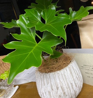 観葉植物 フィロデンドロン 3号 セローム ヒトデカズラ ルーツ 11 K